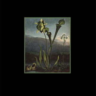 Astral Botanica